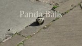 Panda Balls
